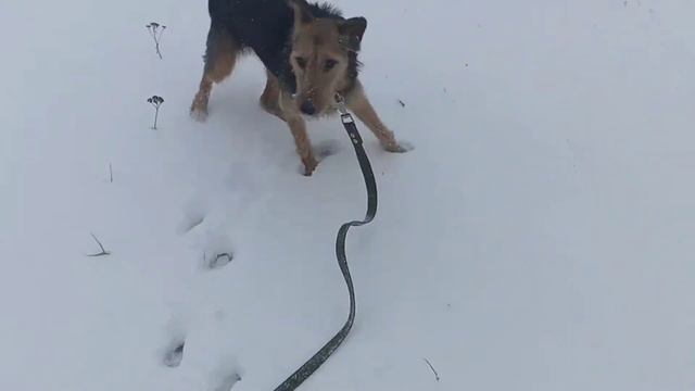 Беларусь | Выгуливаю Дейзи или она меня