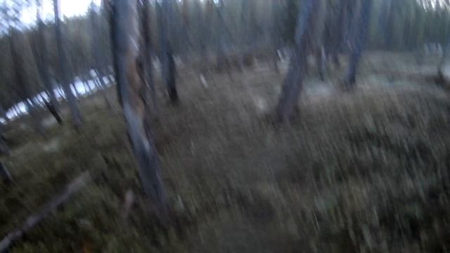 Удачная охота на медведя с лайками(в одиночку) 2020г.Трудовой медведь! смотреть онлайн