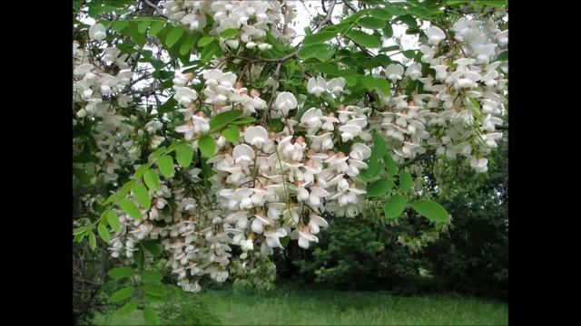 Robinia Pseudoacacia