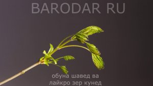 ХОЧИ МИРЗО - САВОЛУ ЧАВОБ