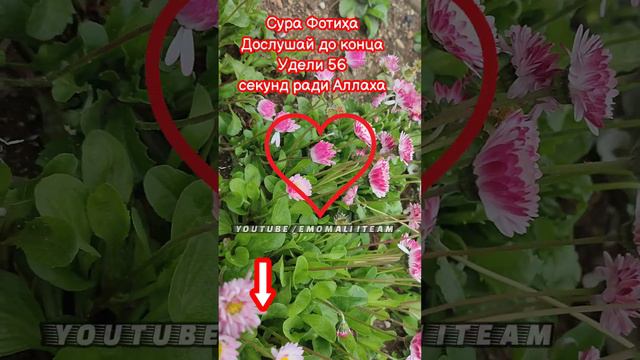 Сура Фотиҳа.سورة الفاتحة #quran (Эмомали Айтим) смотреть онлайн