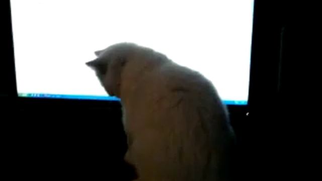 Очень игривый котенок смотреть онлайн