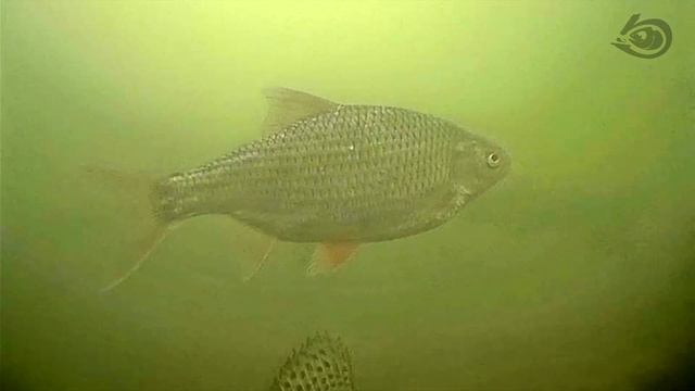 Когда эхолот бесполезен. Ломовой коряжник. Подводные съёмки