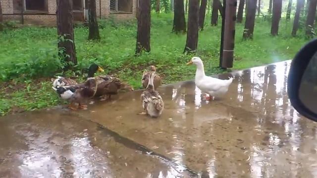 ПИРогово. Как с гуся вода. смотреть онлайн