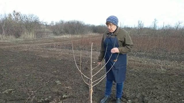 Формировка шелковицы смотреть онлайн