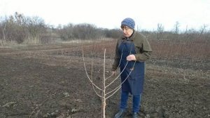 Формировка  шелковицы