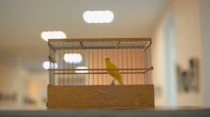 ІX-й чемпионат канареек овсяночного напева "Лучший кенар-солист 2019"