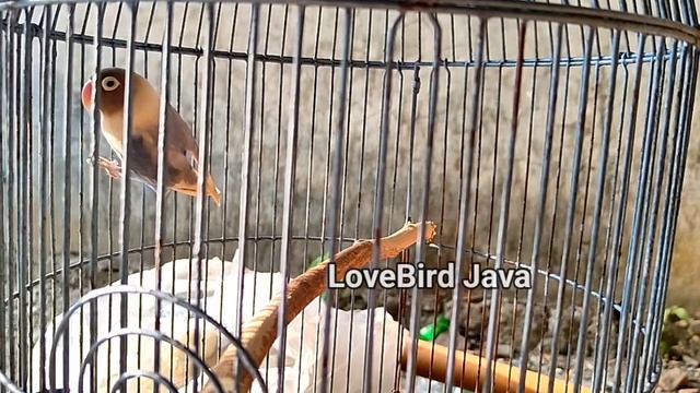 Captivating Lovebirds, Their Enchanting Chirping Romance смотреть онлайн