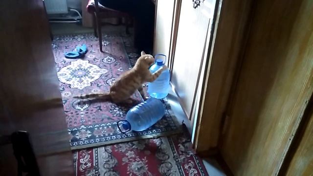 Кот пытается залезть в шкаф. Смотреть до конца смотреть онлайн