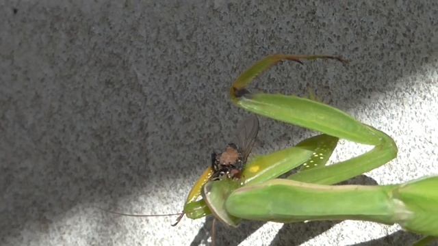 Богомол - жуткий хищник и помощник садовода-огородника смотреть онлайн