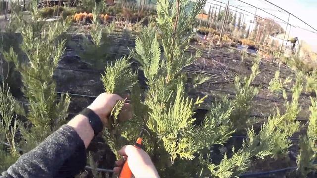 Кипарис Лэйланда (Cupressocyparis "Leylandii") - размножение черенкованием. смотреть онлайн