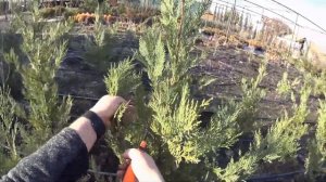 Кипарис Лэйланда (Cupressocyparis «Leylandii») - размножение черенкованием.