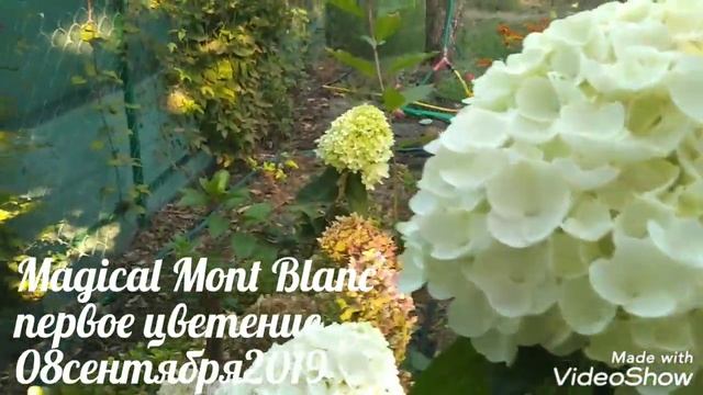 08сентября2019 Первое цветение Метельчатая Гортензия Magical Mont Blanc✌️? смотреть онлайн
