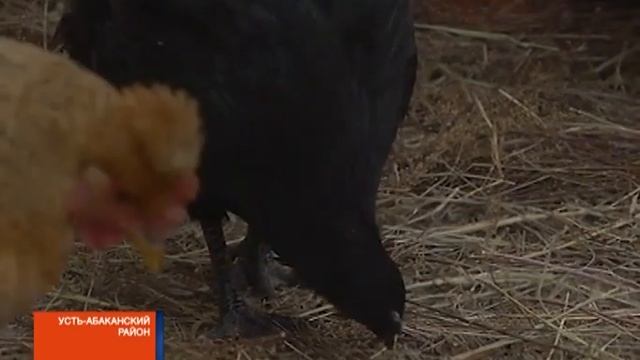 В Хакасии появились курицы, несущие цветные яйца смотреть онлайн