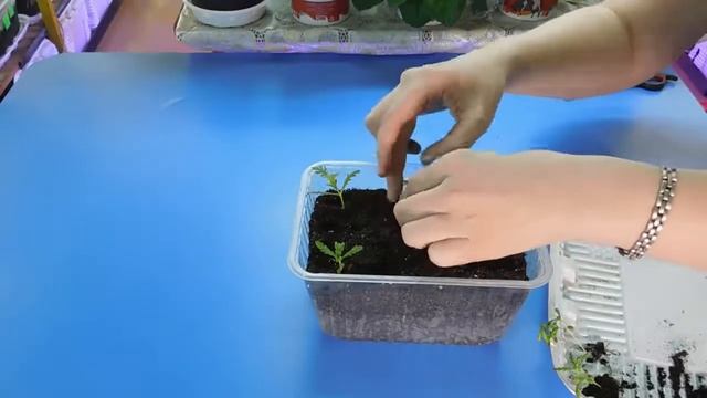 Очень простой способ пикировать рассаду Хризантемы ! Выращивание из семян посадка пикировка удобрен смотреть онлайн