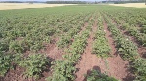 Борьба с вьюнком полевым,и  хвощем (сосенкой)по картофелю , а также работа фунгицида Фрегат