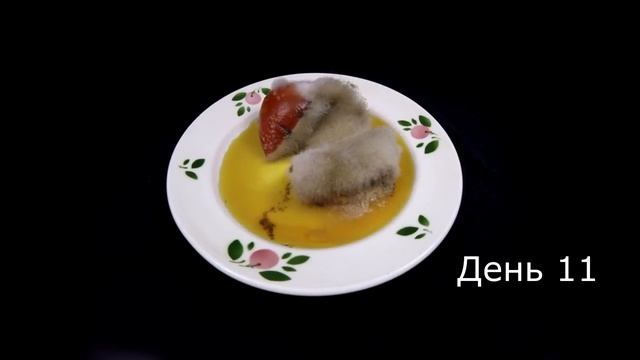 Что будет с помидором за 20 дней. Таймлапс [Испортить все!] смотреть онлайн