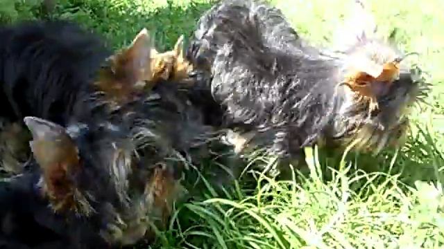 Йоркширский терьер Питомник Ирис. смотреть онлайн