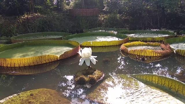 Victoria regia, giant king lotus смотреть онлайн