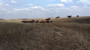 "Ходют кони к водопою..."