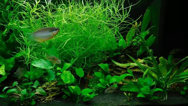 Fishtank,Рыбки,аквариум 120 литров смотреть онлайн