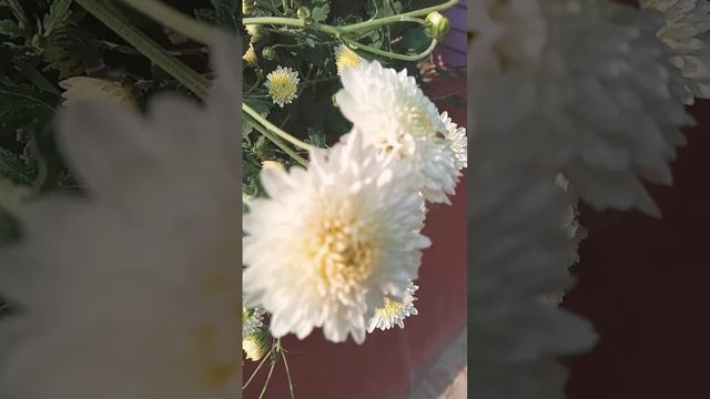 Beautiful white Flowers #shortviralvidio #love nature 💐🌼🌼 смотреть онлайн