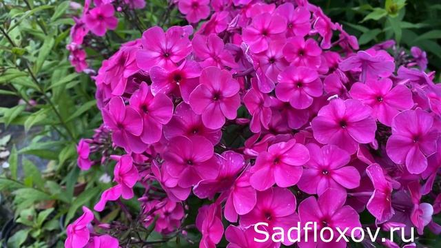 Флокс Поцелуй моей селекции смотреть онлайн