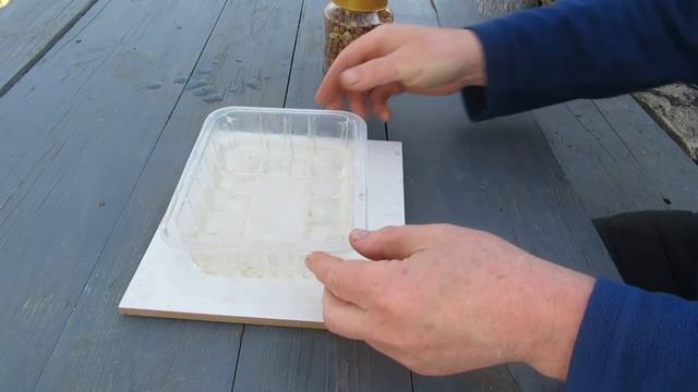 Подготовка гороха к посадке