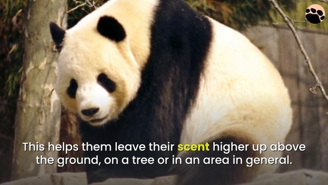 10 Rare Known Facts About Pandas