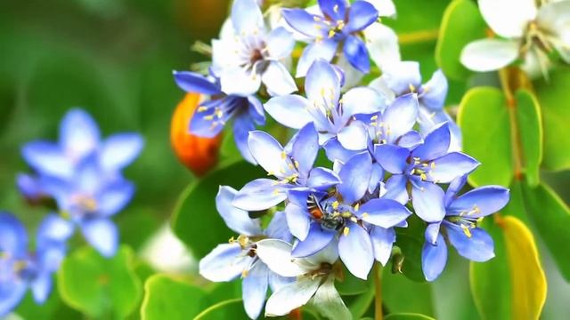 Александр Пушкин - Сожженное письмо смотреть онлайн