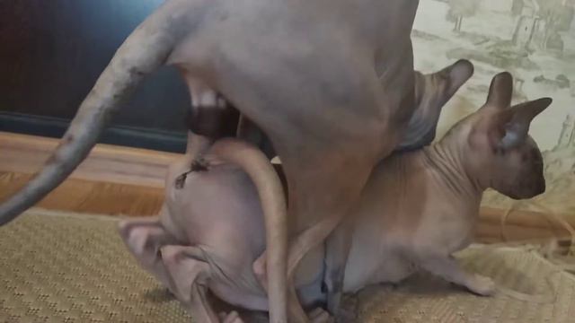 SPHYNX CAT MATING | 2022 | смотреть онлайн