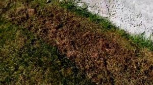 УХОД ЗА ГАЗОНОМ ВЕСНОЙ при помощи СКАРИФИКАТОРА.