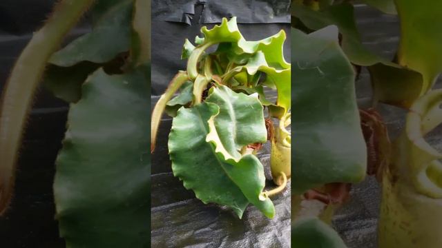 Carnivero's First Plant, CAR-0001 смотреть онлайн