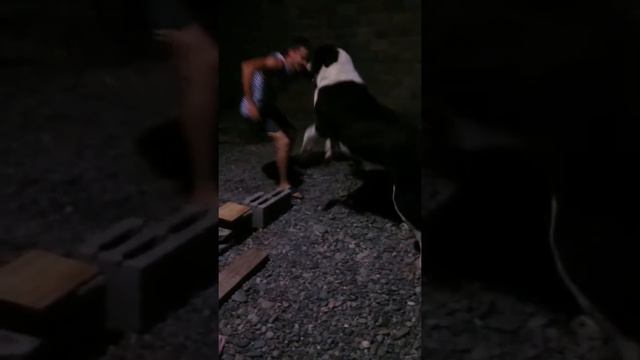 Большой алабай смотреть онлайн