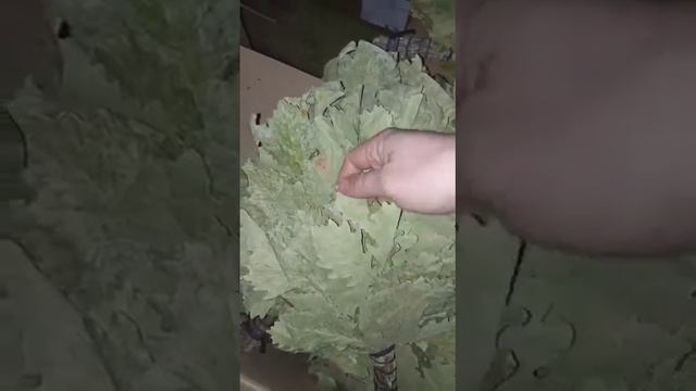 Веник из листвы дуба смотреть онлайн