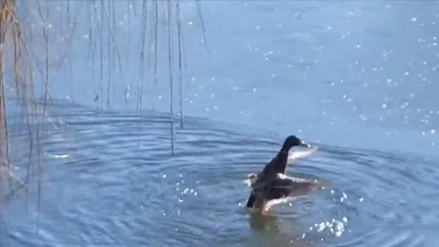 Крещение утки в крещенские морозы смотреть онлайн