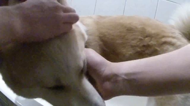 Акита vs ванна кто кого ??? =))) смотреть онлайн