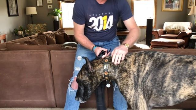 KEEPING DOGS SAFE IN CARS - Kurgo Car Safety Harness смотреть онлайн