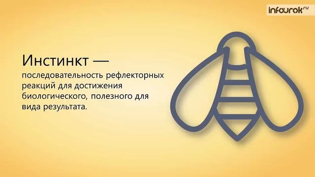 Класс Насекомые многообразие насекомых, их роль в природе | Биология 7 класс #26 | Инфоурок смотреть онлайн