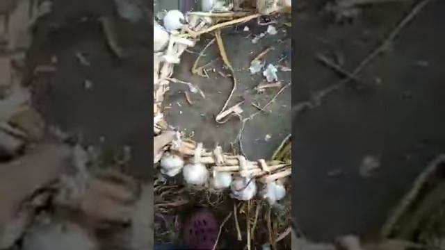 Венок из чеснока. смотреть онлайн
