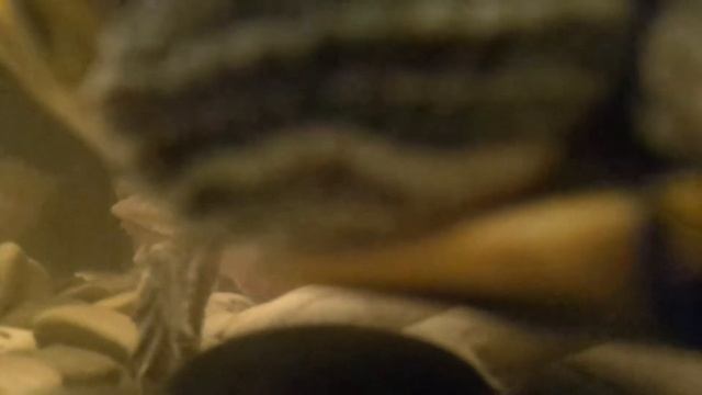 МОЯ КРАСНОУХАЯ ЧЕРЕПАХА РИК//ПЕРВОЕ ПОЯВЛЕНИЕ НА КАНАЛЕ смотреть онлайн