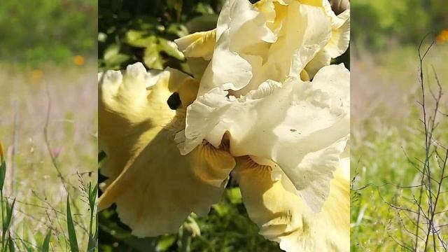 41. Ирис Sofia / Софія / София смотреть онлайн