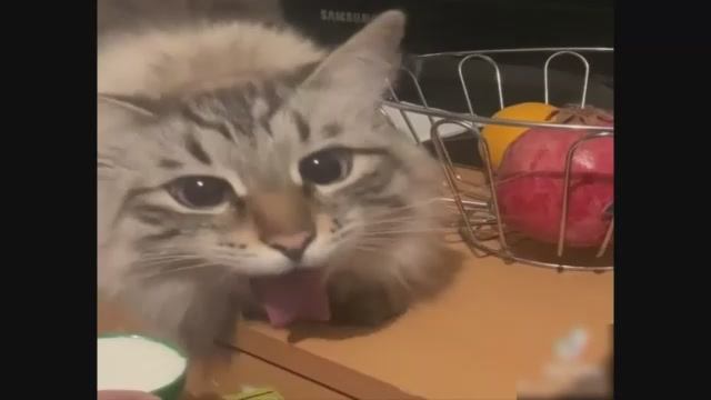 коллекция "кошачих" мини приколов 4 смотреть онлайн