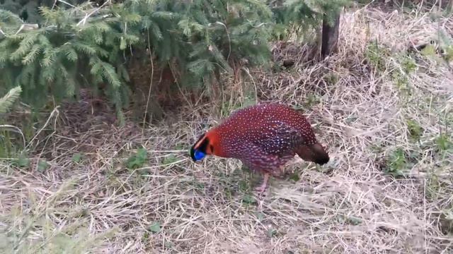 Моналы: Влияние размера вольера на оплод смотреть онлайн