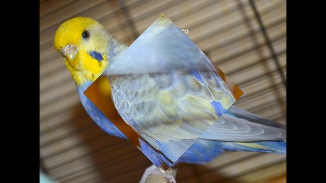 Радужная стая попугаев