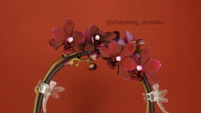 timelapse orchids black pearl