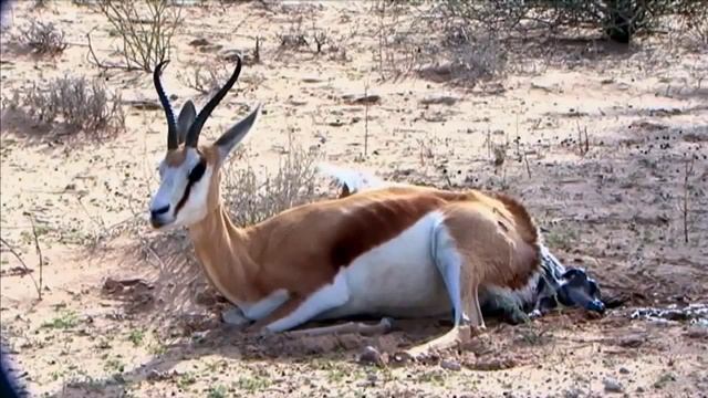 ANIMALS GIVING BIRTH -birth Of A Baby  Springbok