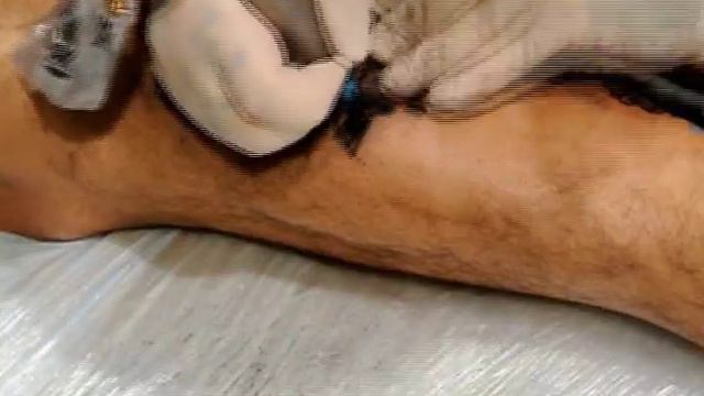 MAKE PAIN MACHINES, TATTOO FOX смотреть онлайн