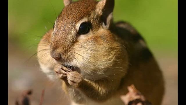 Бурундук-местный житель Колымы смотреть онлайн