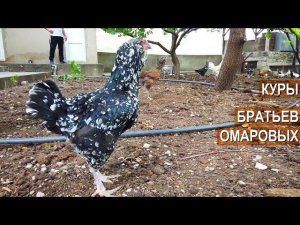 Гергебильские куры братьев Омаровых. Республика Дагестан, село Гергебиль